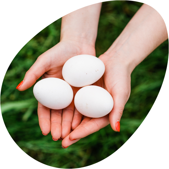 Świeże jaja o wyjątkowym smaku